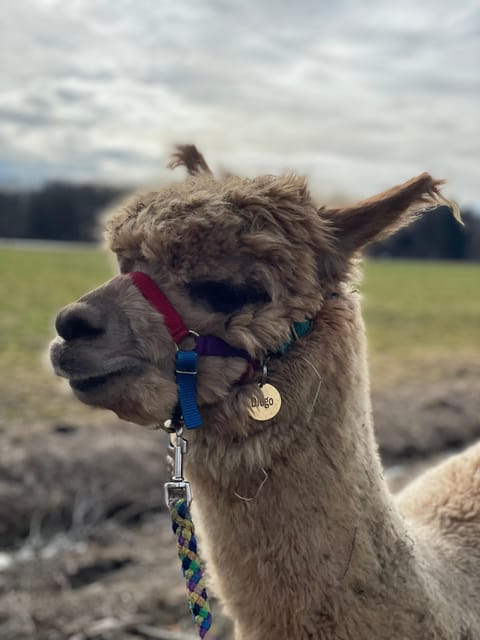 Jettingen-Scheppach: Exclusive Alpaca Couple Hike - Tour Policies and Inclusions