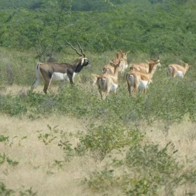 Jodhpur Bishnoi Village Safari Tour With Sumer - Booking and Cancellation Policy