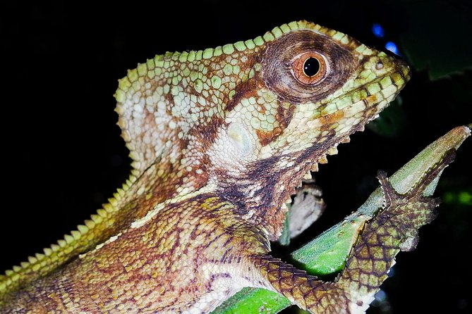 Jungle Night Tour Manuel Antonio - Traveler Reviews and Ratings