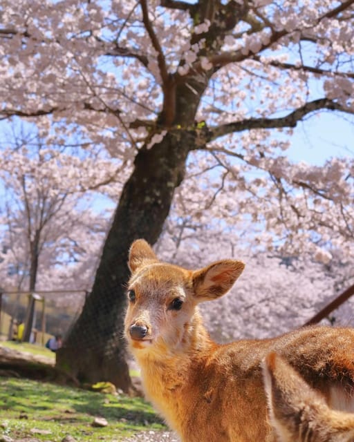 Kansai 10-Hour Chartered Day Trip｜Nara City - Accessibility Features