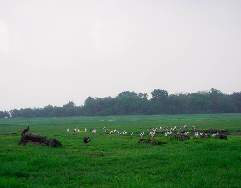 Kaudulla National Park Half Day Sri Lanka Jeep Safari - Booking and Pricing