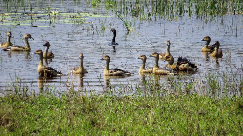 Kaudulla National Park Safari From Dambulla - Safari Schedule