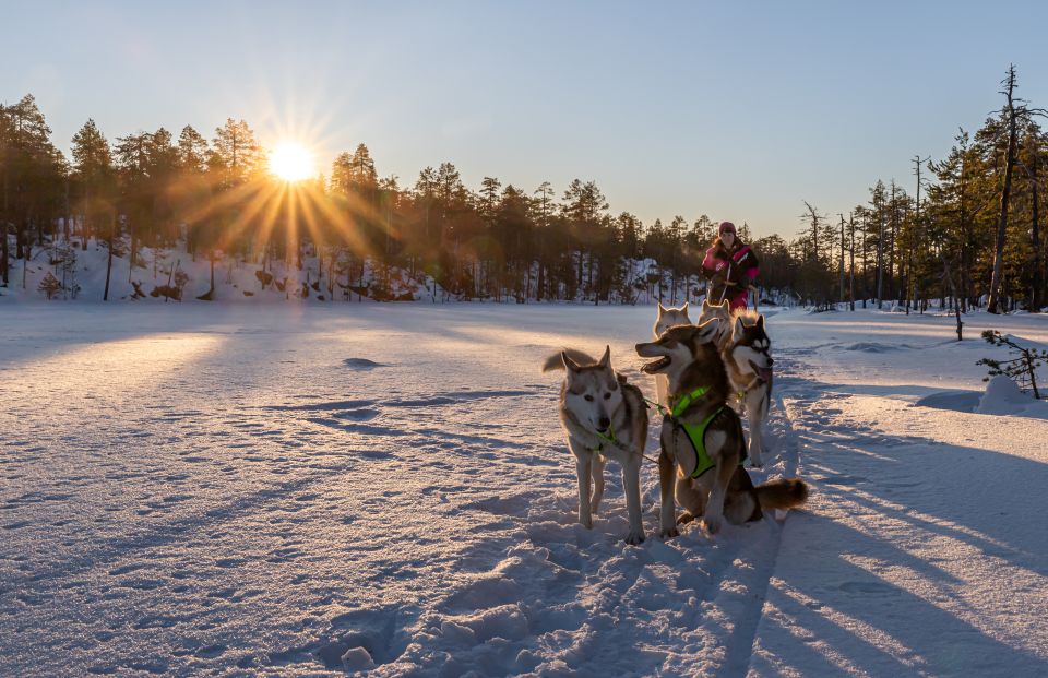 Kemi: Sleddog Husky Safari Incl. Hot Drink - Frequently Asked Questions