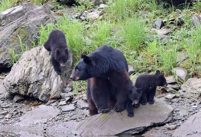 Ketchikan: Alaska Native Cultural and Scenic Shore Excursion - Tour Inclusions