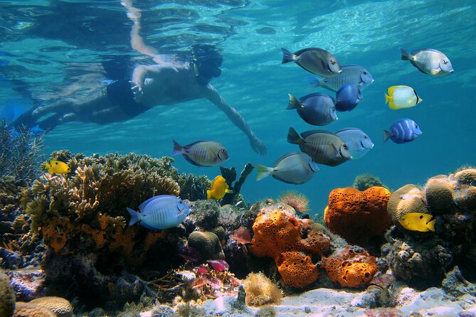 Key West Afternoon Reef Snorkeling With Open Bar - Why Choose This Snorkeling Adventure