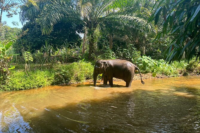 Khaolak Elephant Sanctuary, Cooking Class and Waterfall Tour - Tips for an Enjoyable Visit