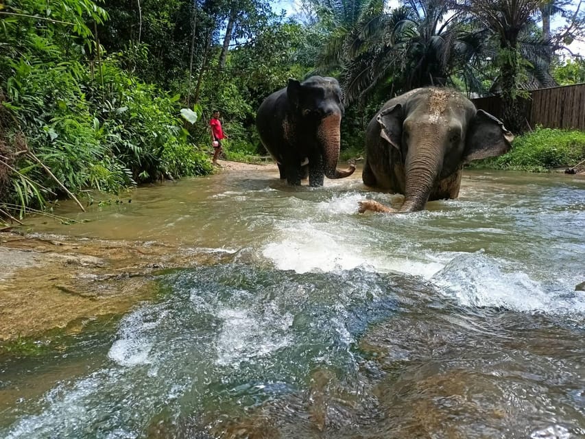 Khaolak: Elephant Sanctuary Guided Tour With Hotel Transfers - Getting to Khao Lak