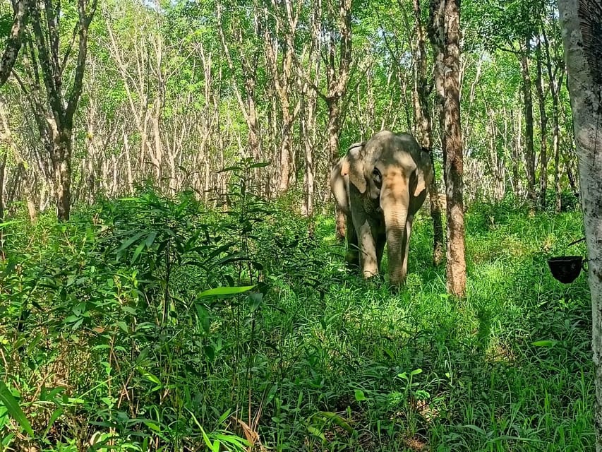 Khaolak Ethical Elephant Nature Park Visit With Lunch - Rubber Tapping and Coconut Milk