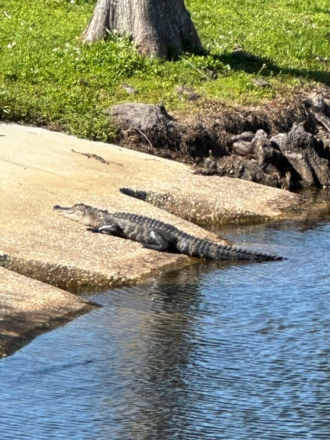 Kissimmee: 4-Hour All Electric Mountain Bike Lakefront Tour - Wildlife Viewing and Sightseeing