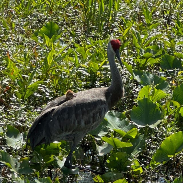 Kissimmee: Everglades Alligator and Wildlife Airboat Tour - Meeting Point and Boarding