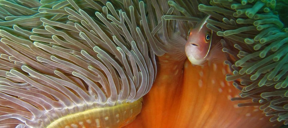 Koh Kood or Koh Rang: Snorkeling Day Trip With Buffet Lunch - Exploring the Underwater World