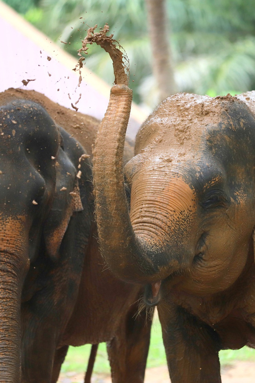 Koh Samui: Ethical Elephant Observation Half-Day Tour - Ethical Elephant Observation