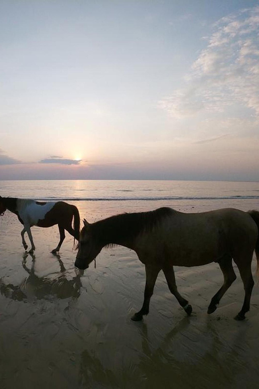 Koh Samui: Sunset Trail Horse Riding on The Beach - Scenic Ride