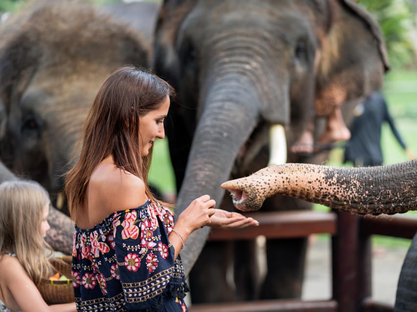 Krabi: Ethical Elephant Care Experience With Hotel Transfer - Rescued Elephants in Natural Setting