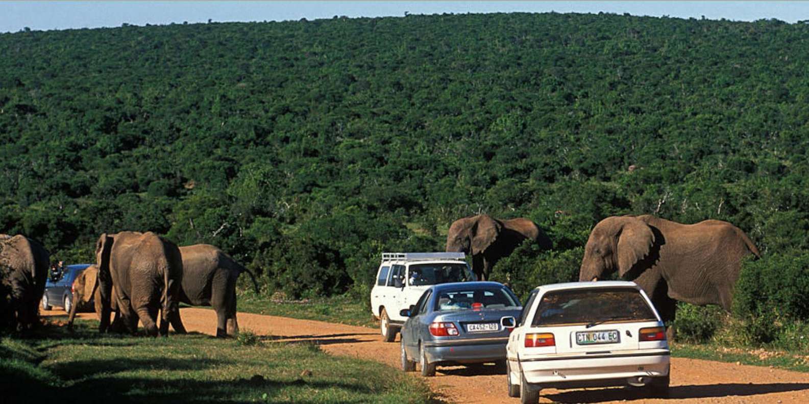 Kruger National Pk 4 Day Safari From Johannesburg & Pretoria - Knowledgeable Safari Guides