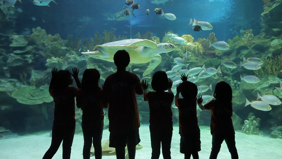 Kuala Lumpur: Aquaria KLCC Entry Ticket - Best Time to Visit