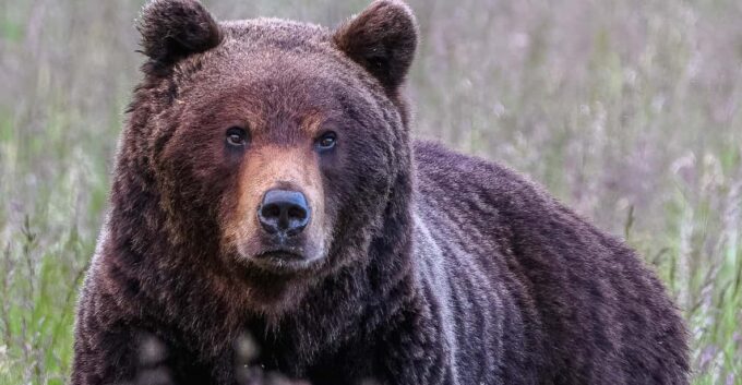 Kuusamo: Bear Watching Evening - Customer Experiences