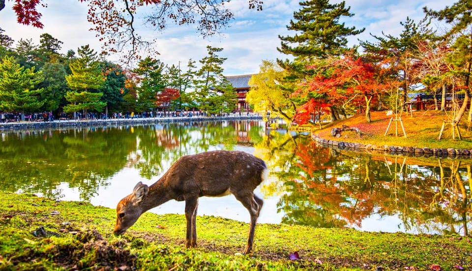 Kyoto and Nara Day Tour With Kiyomizu-Dera,Nara Park&Temple - Booking and Cancellation Policies