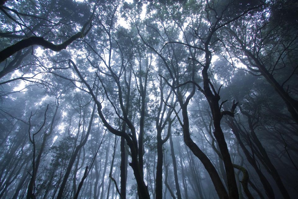 La Gomera: the Rain Forest (National Park) - Panoramic Views and Pilgrimage Chapel