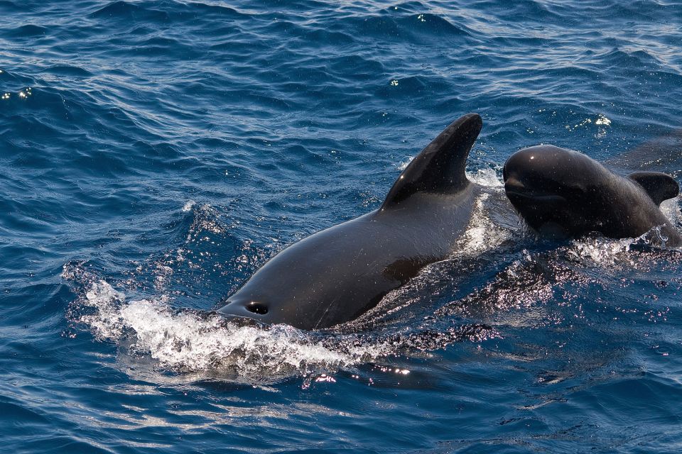 La Gomera: Whale Watching Tour on a Vintage Boat - Tour Highlights