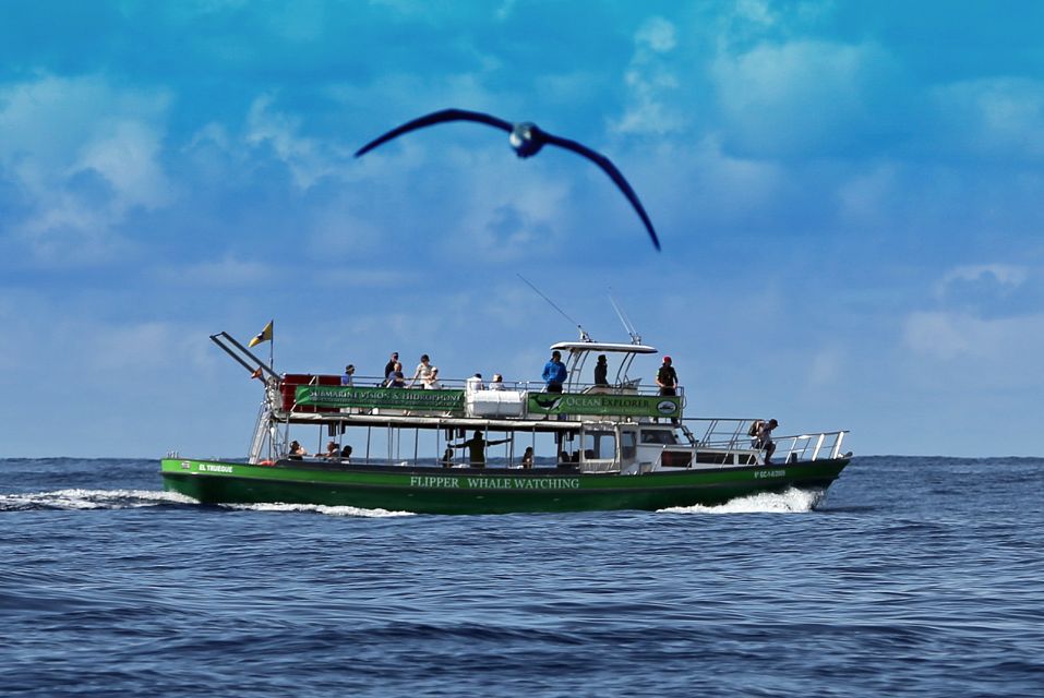 La Palma: 3-Hour Dolphin and Whale Watching Experience - Cancellation and Refund Policy