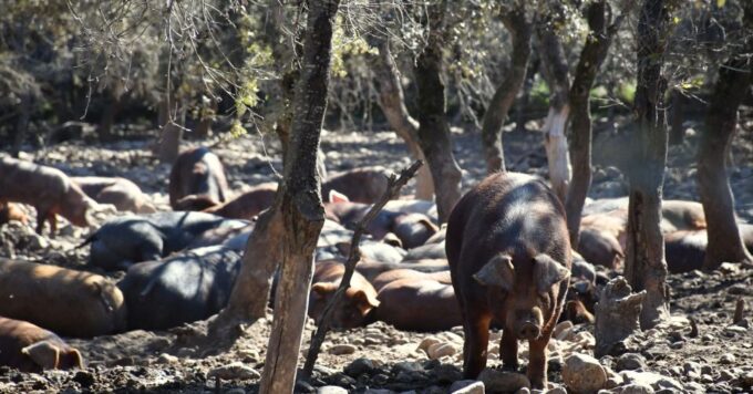 La Rioja: Jamon Iberico Farm Tour and Tasting With Wine - Frequently Asked Questions