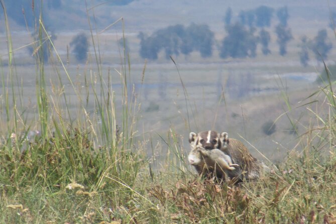 Lamar Valley Safari Hiking Tour With Lunch - Preparing for Your Hiking Adventure