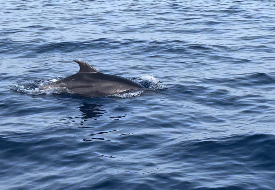 Lampedusa: Sunset Boat Tour With Aperi-Dinner and Dolphins - Customer Reviews