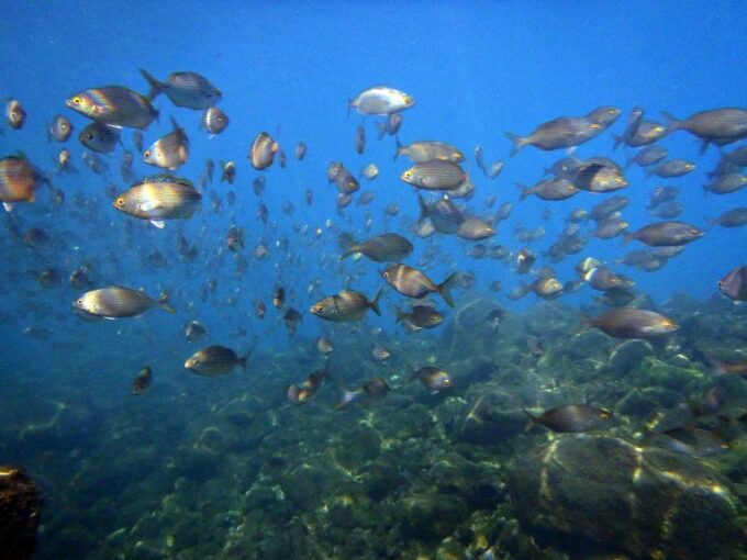 Lanzarote: 2-Dive Package in Playa Blanca - Certified Divers - Booking and Cancellation Policy