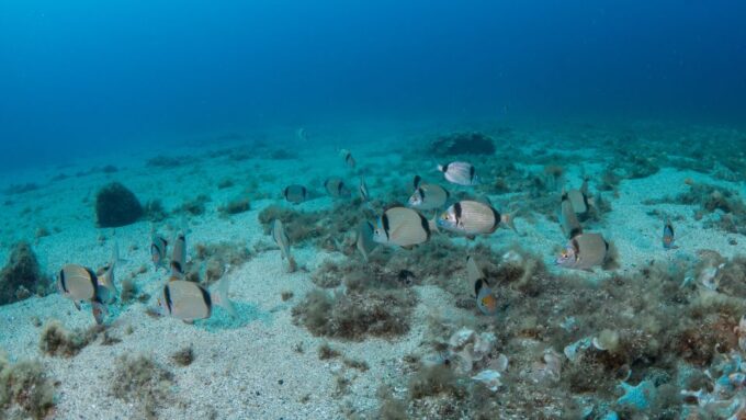 Lanzartefirst Scuba Dive Experience for Children 8-10 Aged - Customer Reviews and Ratings