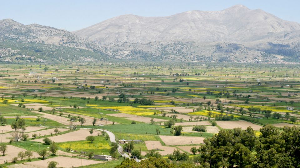 Lasithi Plateau, the Legendary Zeus Cave & Olive Oil Farm - Olive Oil Farm Experience