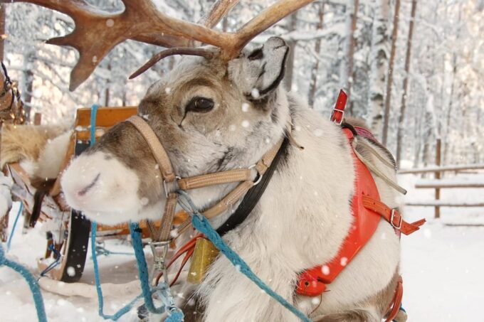 Levi: Reindeer Sleigh Ride Tour in Snowy Forest - Accessibility Features