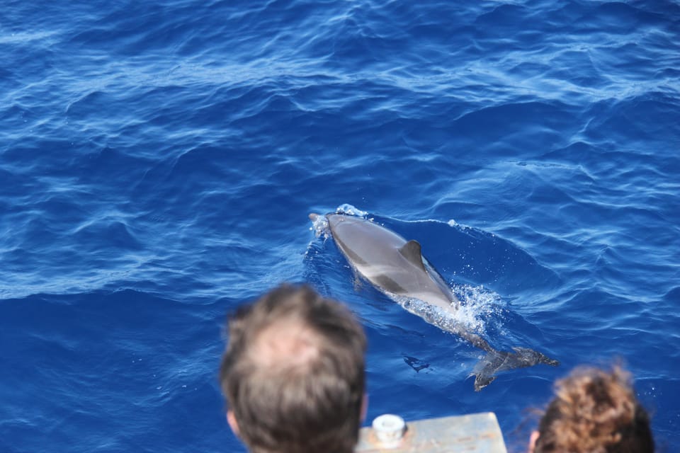 Loano: Pelagos Sanctuary Wildlife Cruise With Guide - Customer Feedback and Recommendations