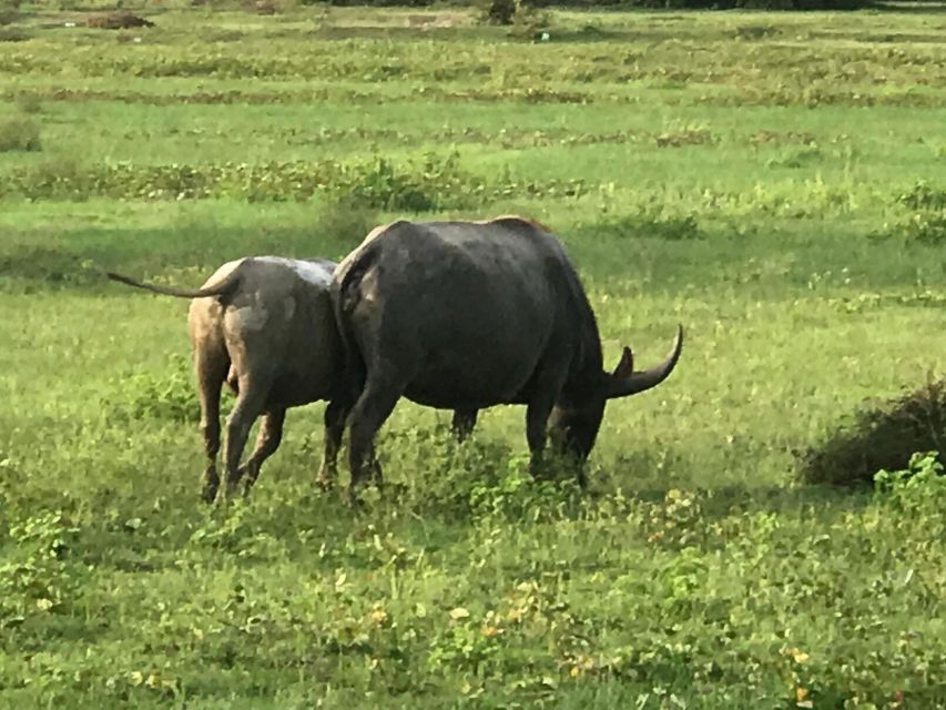 Local Tuk Tuk Experience, Bamboo Train, Bats & Killing Caves - Booking Information