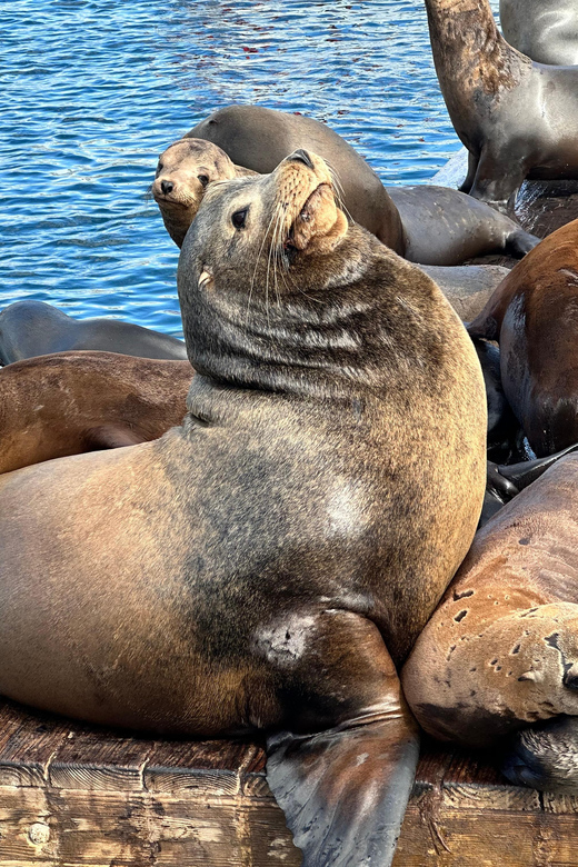 Los Angeles: Redondo Beach Glass Bottom Boat Cruise - What to Expect on the Cruise