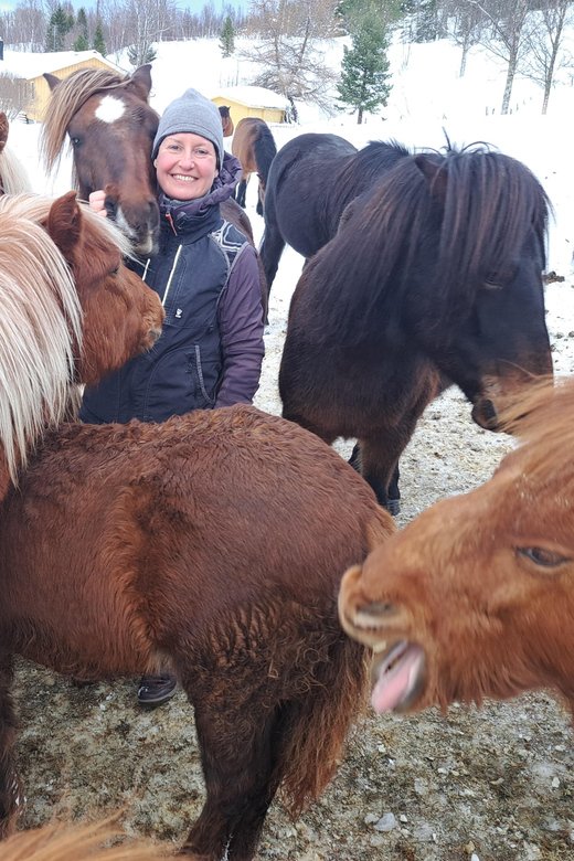 Lyngen Horseback Winter Riding Experience - What to Expect