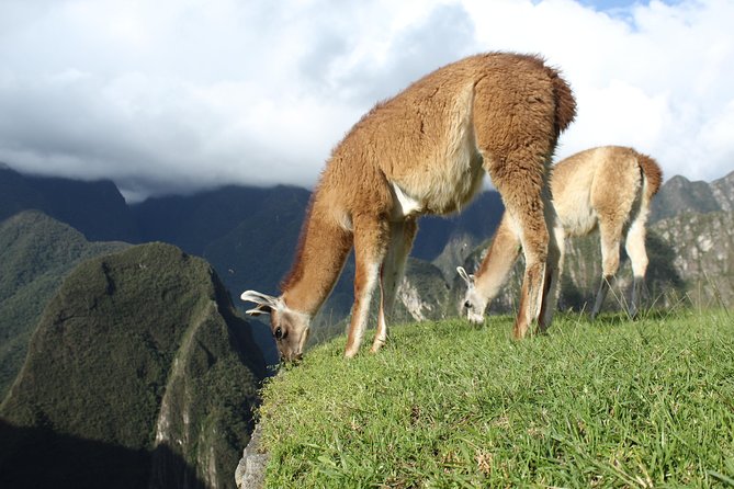 Machu Picchu Tour From Cusco Full Day - Accessibility and Health Considerations