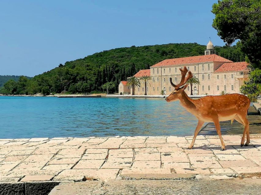 Makarska: Korcula, Deer Island & Shipwreck Speedboat Tour - Inclusions