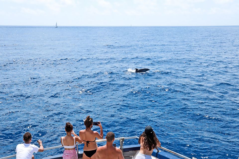 Mallorca: Dolphin Watching Cruise - Onboard Amenities and Activities