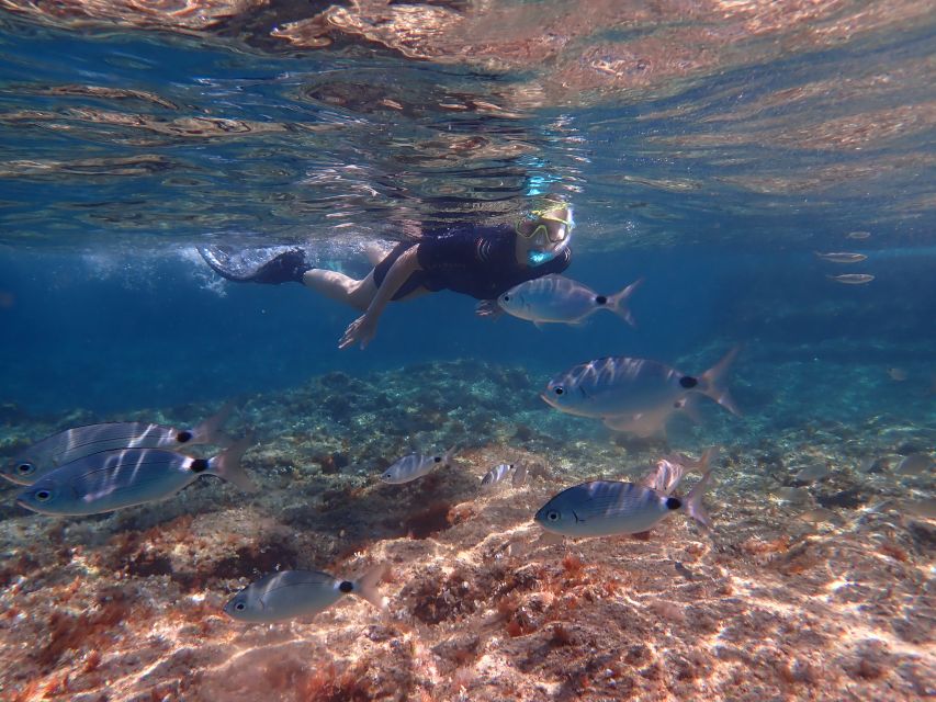 Mallorca: Snorkeling in a Beautiful Nature Reserve - Customer Feedback and Ratings