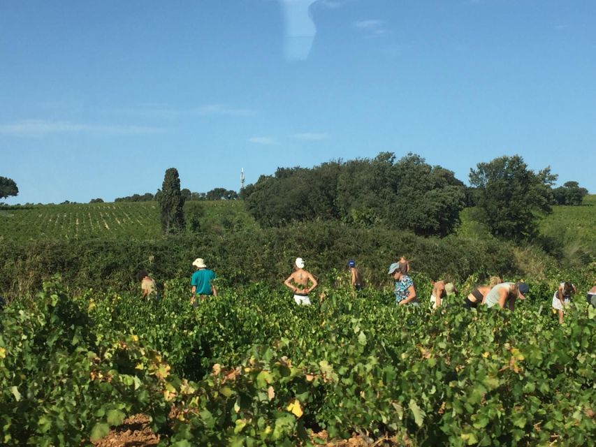 Marseille: Avignon and Côtes Du Rhône Wine Tasting Tour - Group Size and Reservations