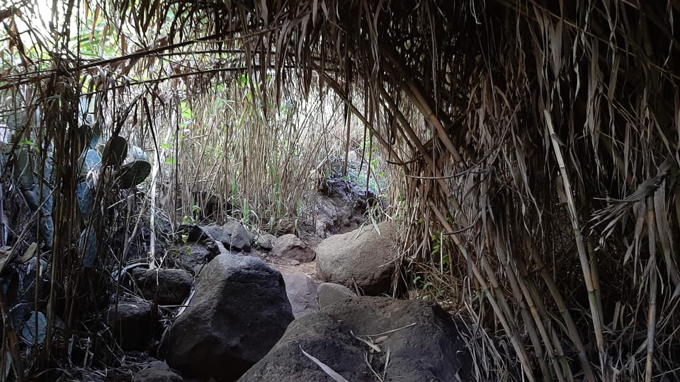 Maspalomas: Barranco De Los Cernicalos Rainforest Hike - What to Bring and Not Allowed