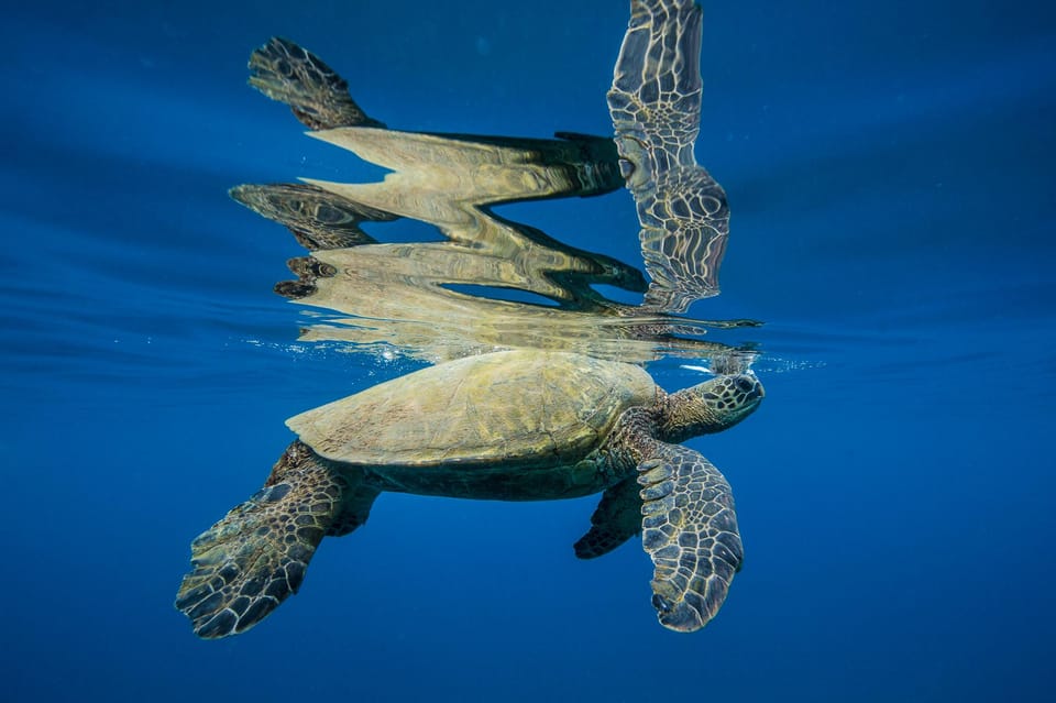 Maui: Molokini Crater Luxury Catamaran Sail - Booking Information