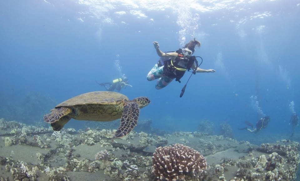 Maui: Small Group 2 Tank Shark & Turtle SCUBA Dive by Boat - Booking and Cancellation Policy