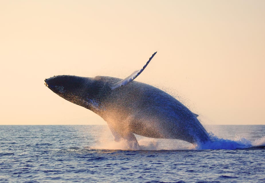 Maui: Snorkeling Cruise to Coral Gardens With Lunch - Customer Reviews and Ratings