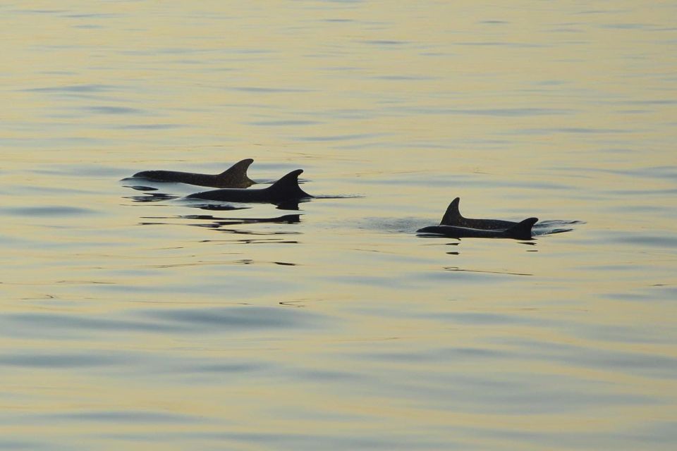 Medulin: 3-Hour Sunset Dolphin Spotting Tour With Dinner - Booking and Cancellation