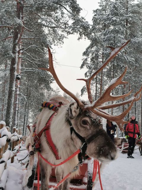 Meeting Santa Claus & Arctic Reindeer Safari & Hug Huskies - Participant Information