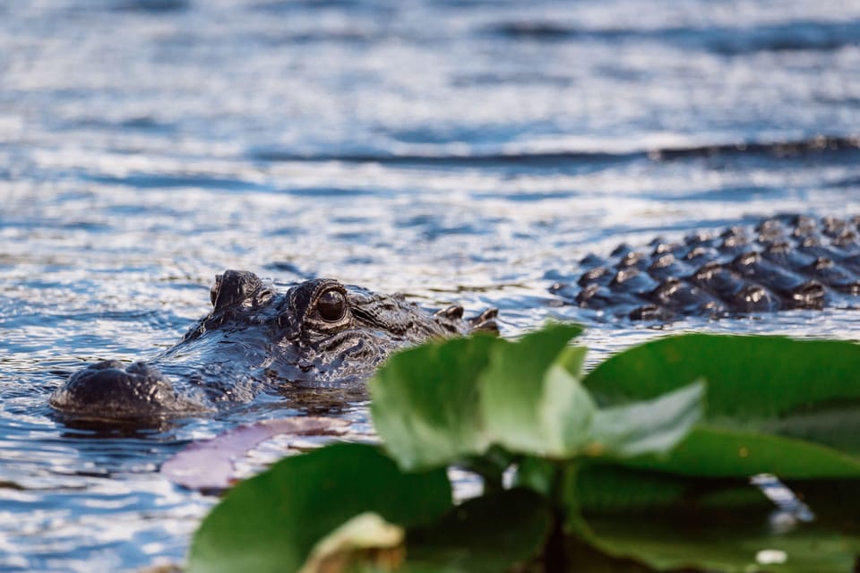 Miami: Wild Everglades Airboat Ride and Gator Encounters - Participant Information