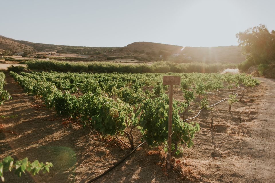 Milos Island: Kostantakis Winery Wine Tasting Experience - Meeting Point and Transportation