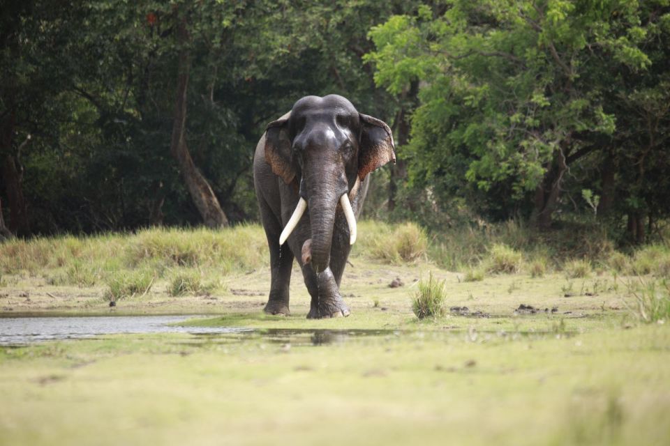 Minneriya Elephant Gathering Safari - Plan Your Unforgettable Safari